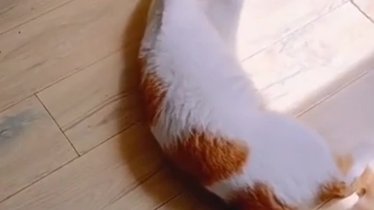 This Cat's Playtime Is Too Cute to Handle