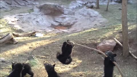 Cute bears doing there Thing