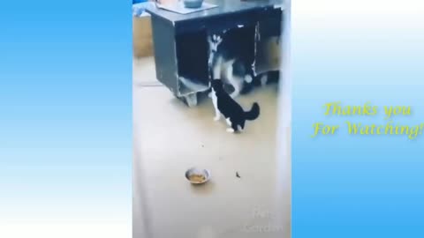 Funniest Animal Videos