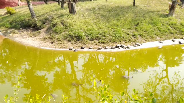 Turtle 🐢 park,full of tortoises in water of turtle park