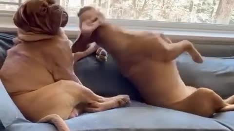 2 dogs enjoy😂