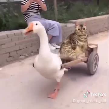 Funny Cat and Duck