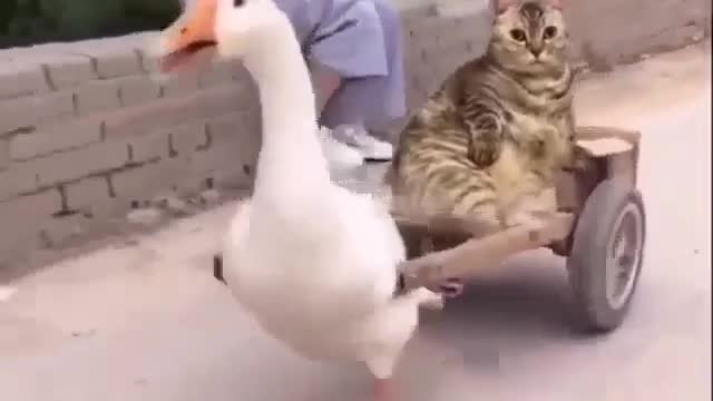 Funny Cat and Duck