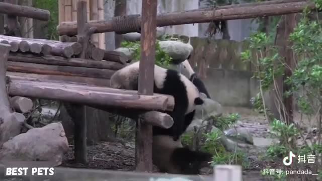 Panda funny video