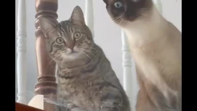 Best Funny Animal Videos compilation Try not to laugh 😂😂😂#shorts #animals #funny#cat #dog ⬇️🐀🐕_🦺🐒🐈🌏