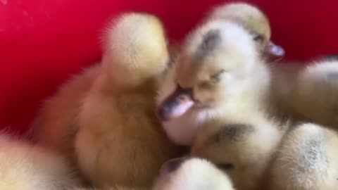 Amazing Pekin Duckling Hatching From Eggs - Nee Baby Duck Born