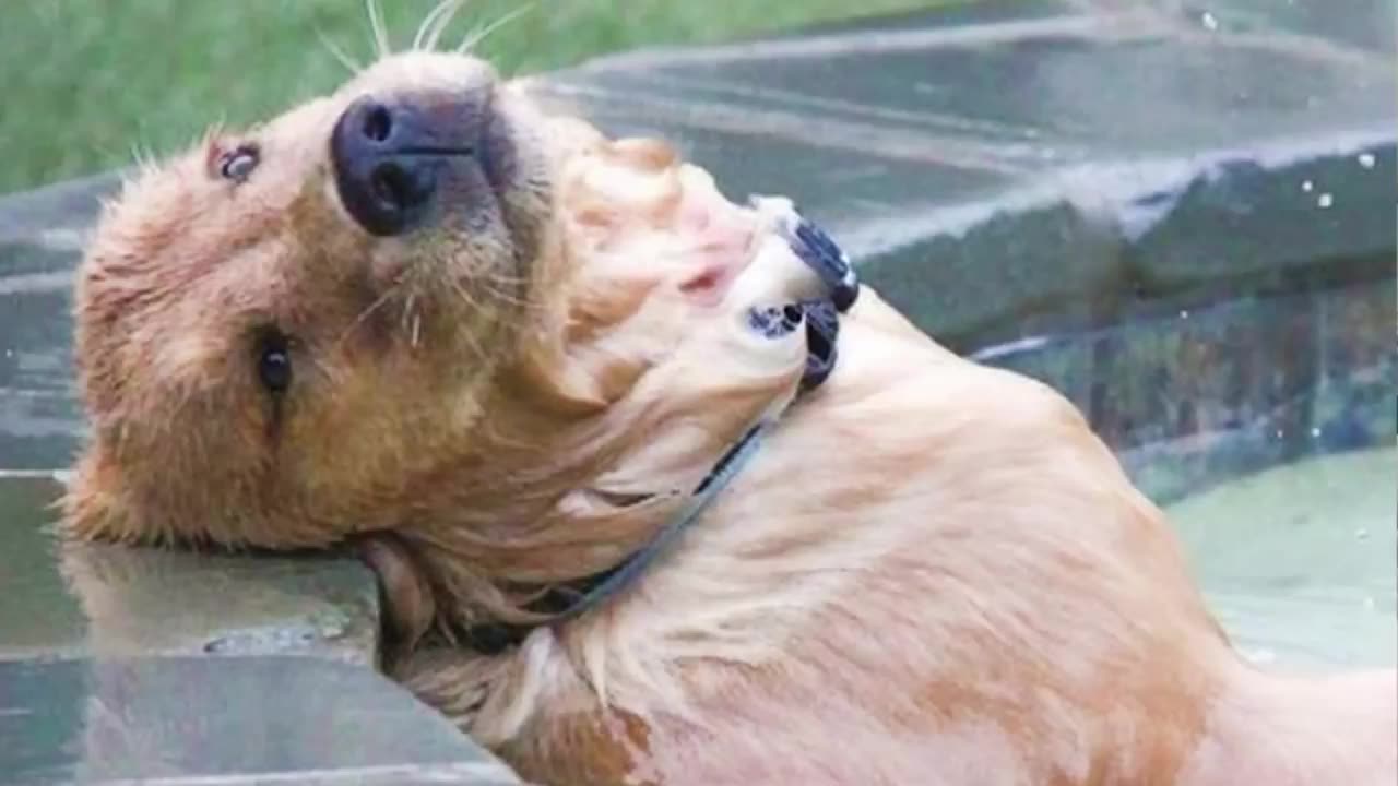 Funny Dogs to Make Your Day Better