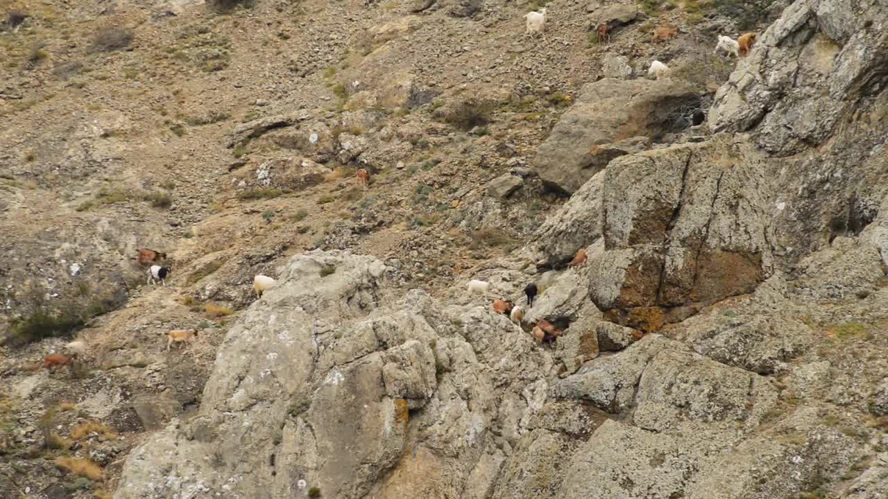 Sheep and goats graze on mountain meadows