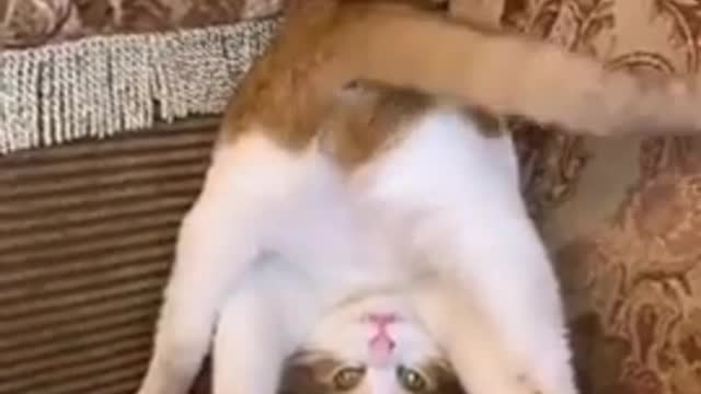 😂YOU LAUGH YOU LOSE! 😹Funny Moments Of Cats Videos Compilation - Funny Cat Life
