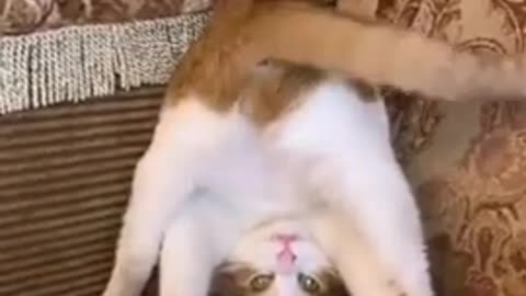 😂YOU LAUGH YOU LOSE! 😹Funny Moments Of Cats Videos Compilation - Funny Cat Life