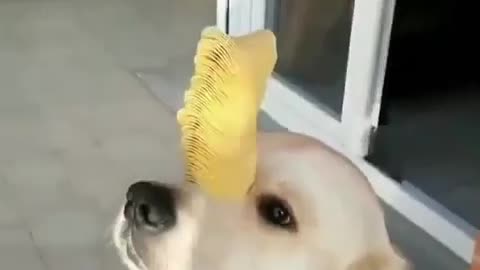 The dog is trying to balancing the chips up on his head