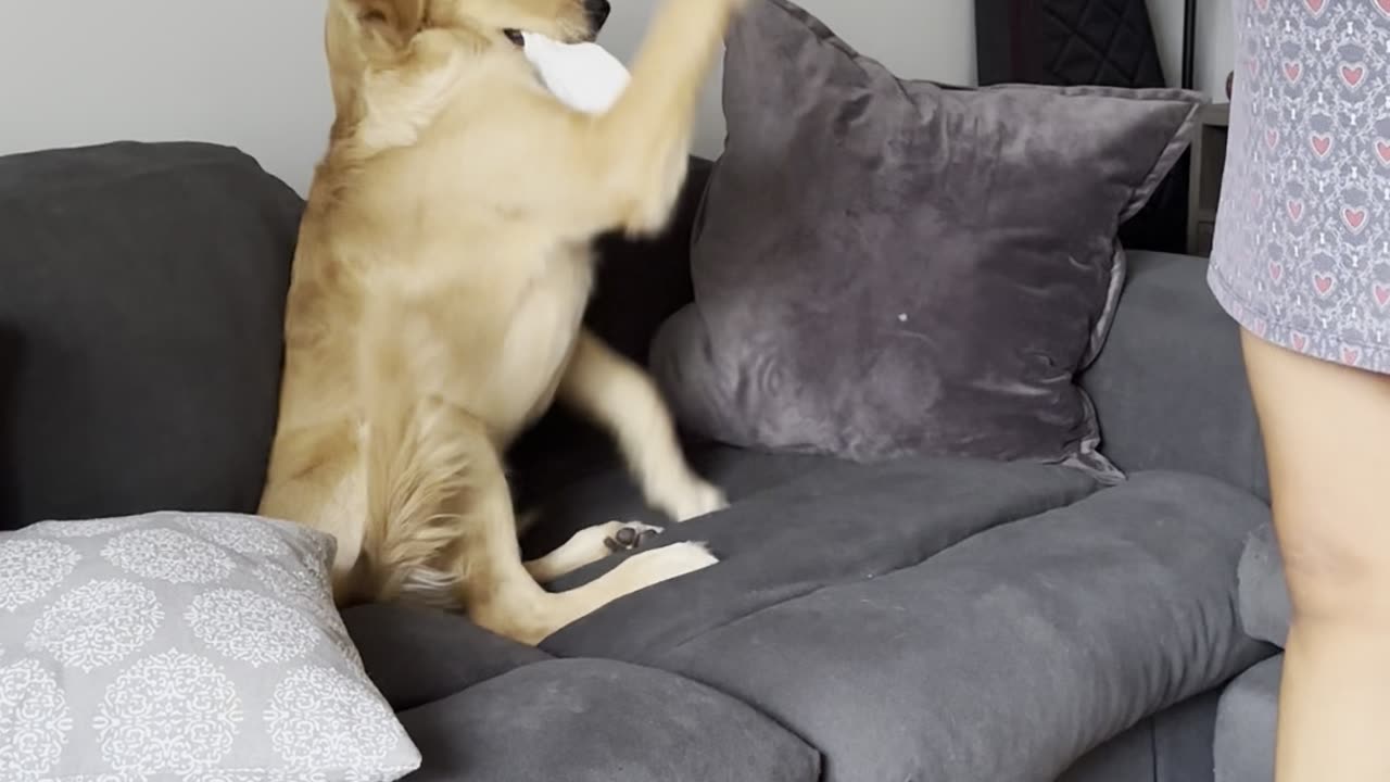 Puppy Makes Excellent Sparring Partner