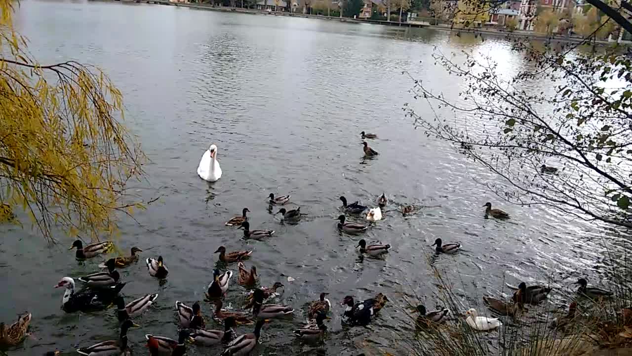 swan and ducks on the lake