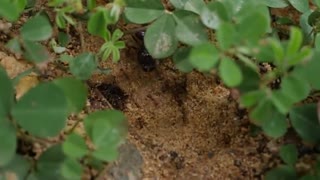 Nature Black Ants In Green Field , Food Search Soldiers