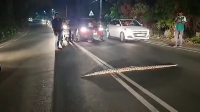 Watch: Python crosses road in Kerala, brings traffic to halt