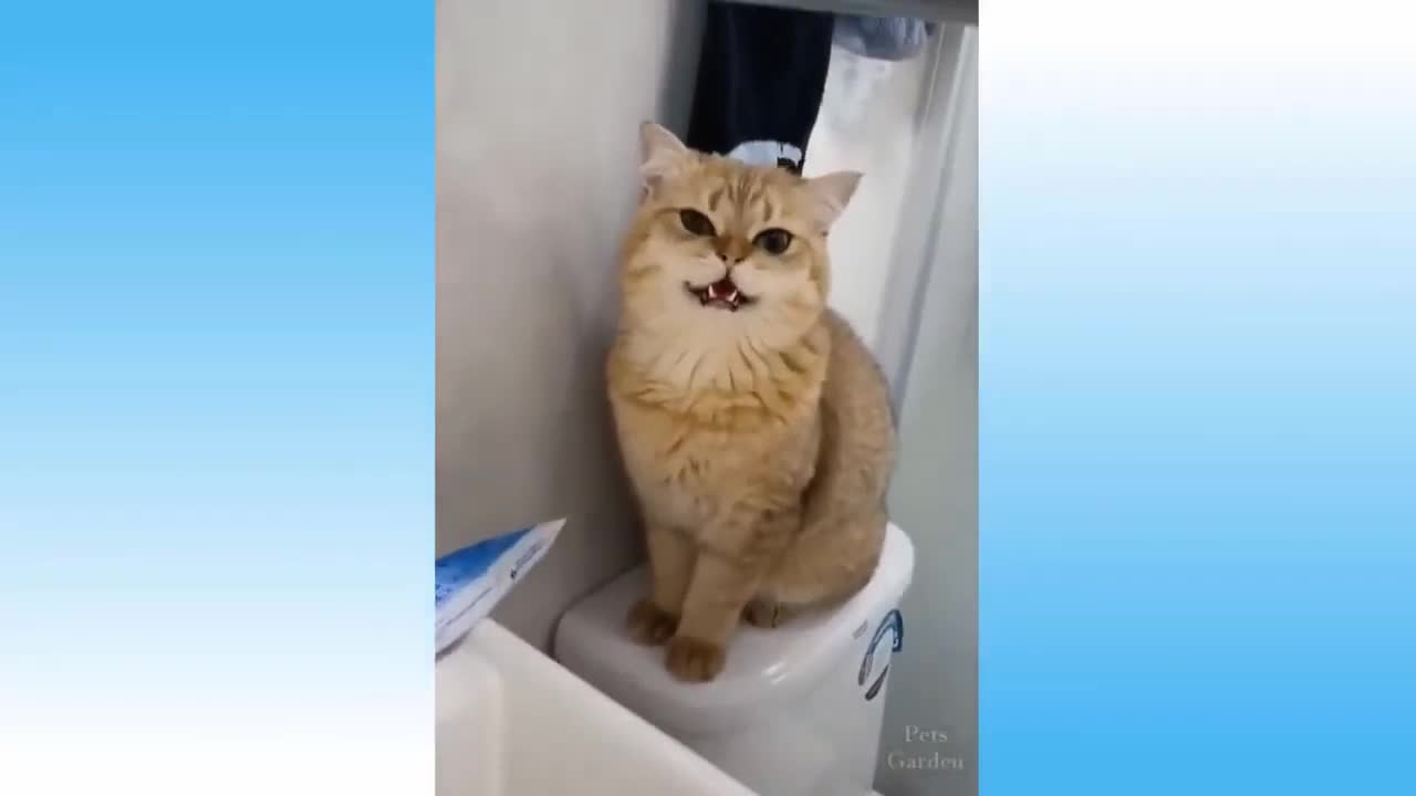 Cat In The Toilet