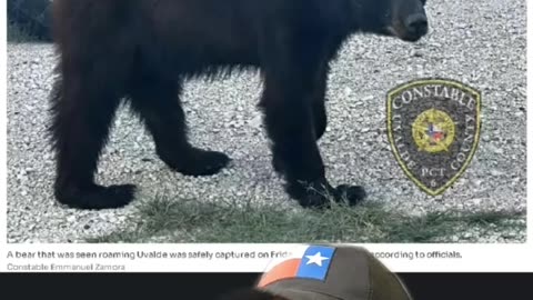 Texas Black Bear