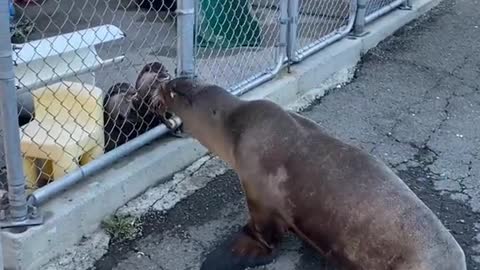 sealion#otters#hi#animallover