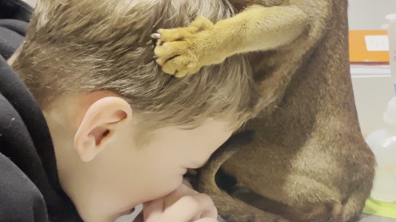 Cat Grooms Boy's Head