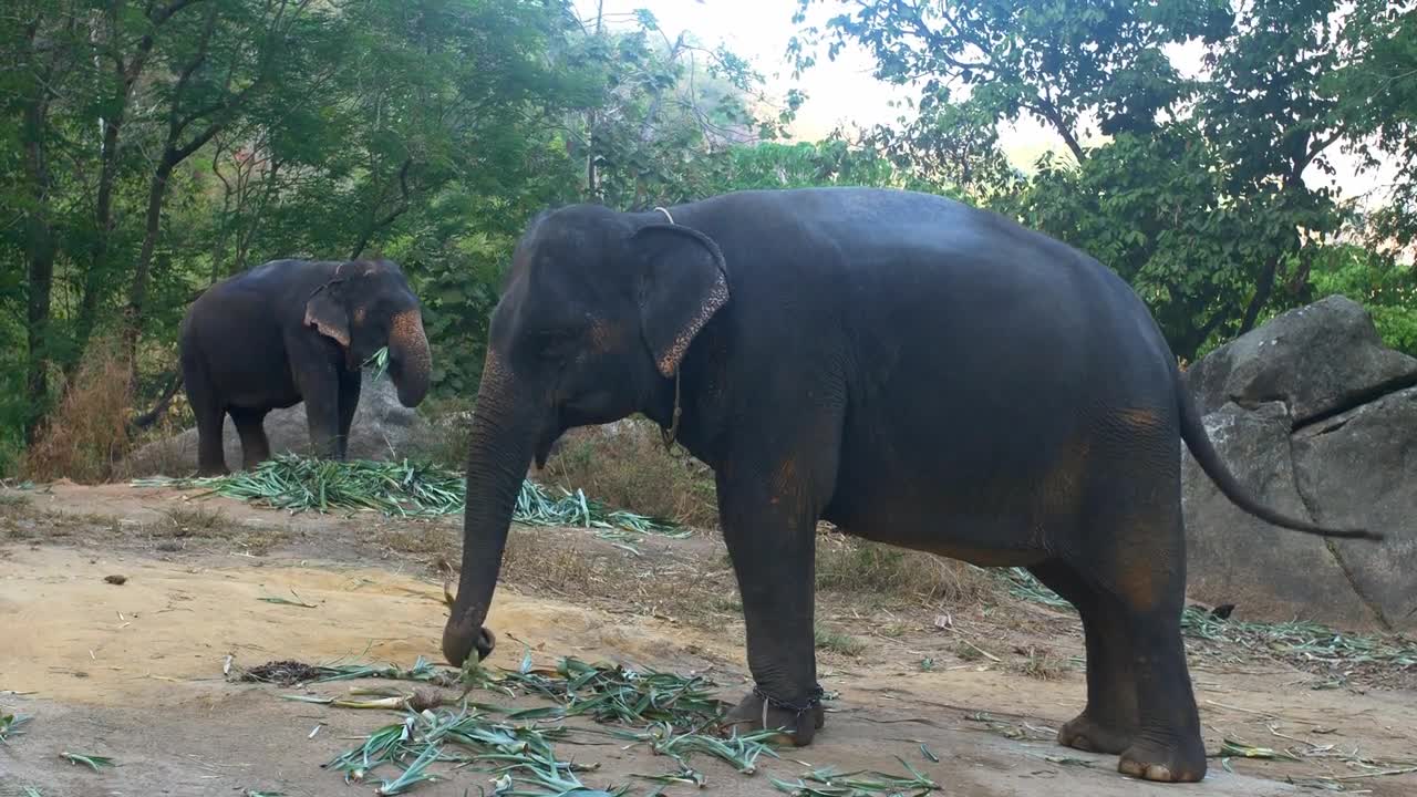 Elephant tourist ride trekking camp in the rainforest. Elephant eating palm leaves in the jungle