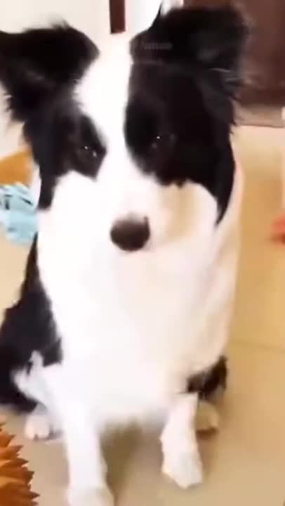 Funniest Animals 😂 - Cutest Animals Ever 😁 |Try Not To Laugh 😂| Funny Dog🐶 | #shorts