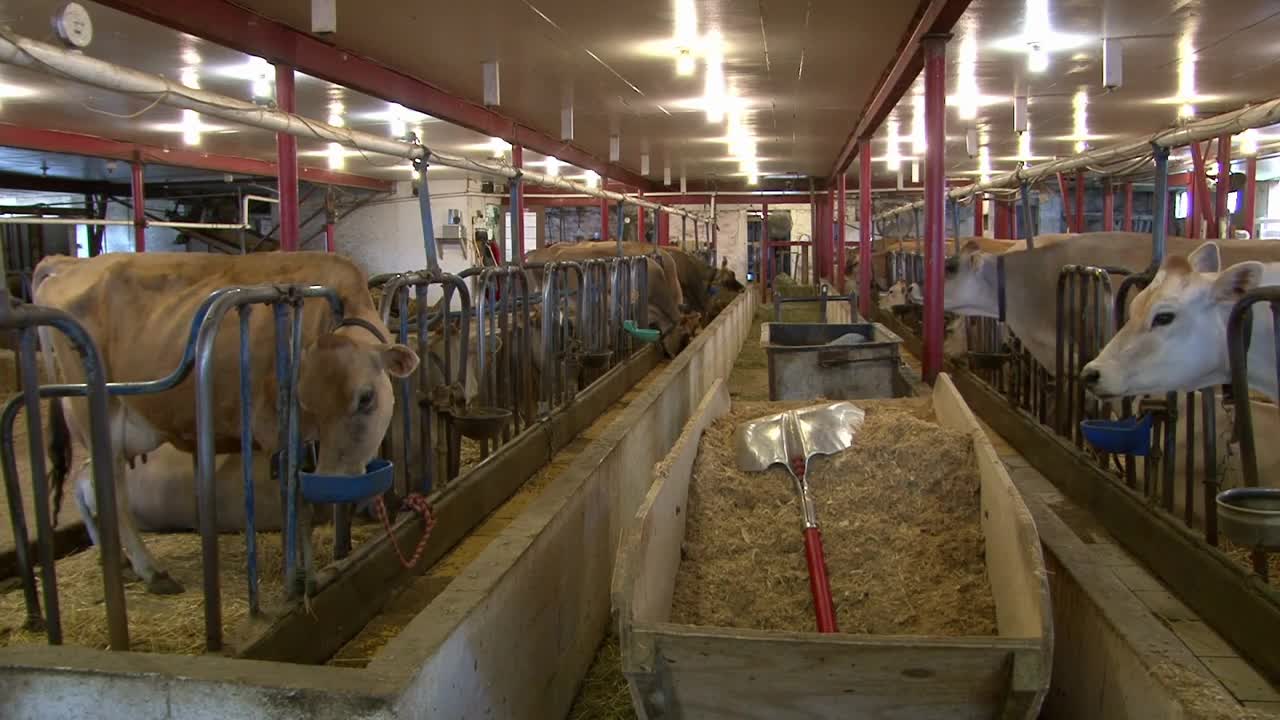 Cows inside Barn Eating