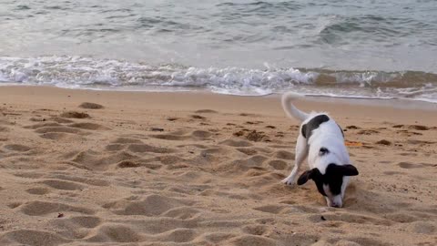 Funny Cute Dog Playing in Sand at the Beach