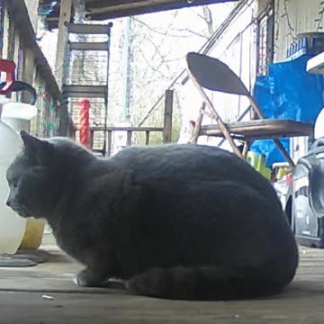 EA S53 - I'm a Little Sneaky Snake