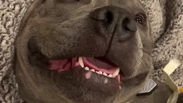 Cute and Funny Animals for When You are Stressed Part 52