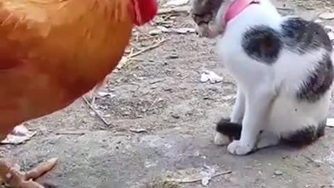 chicken and cat funny video