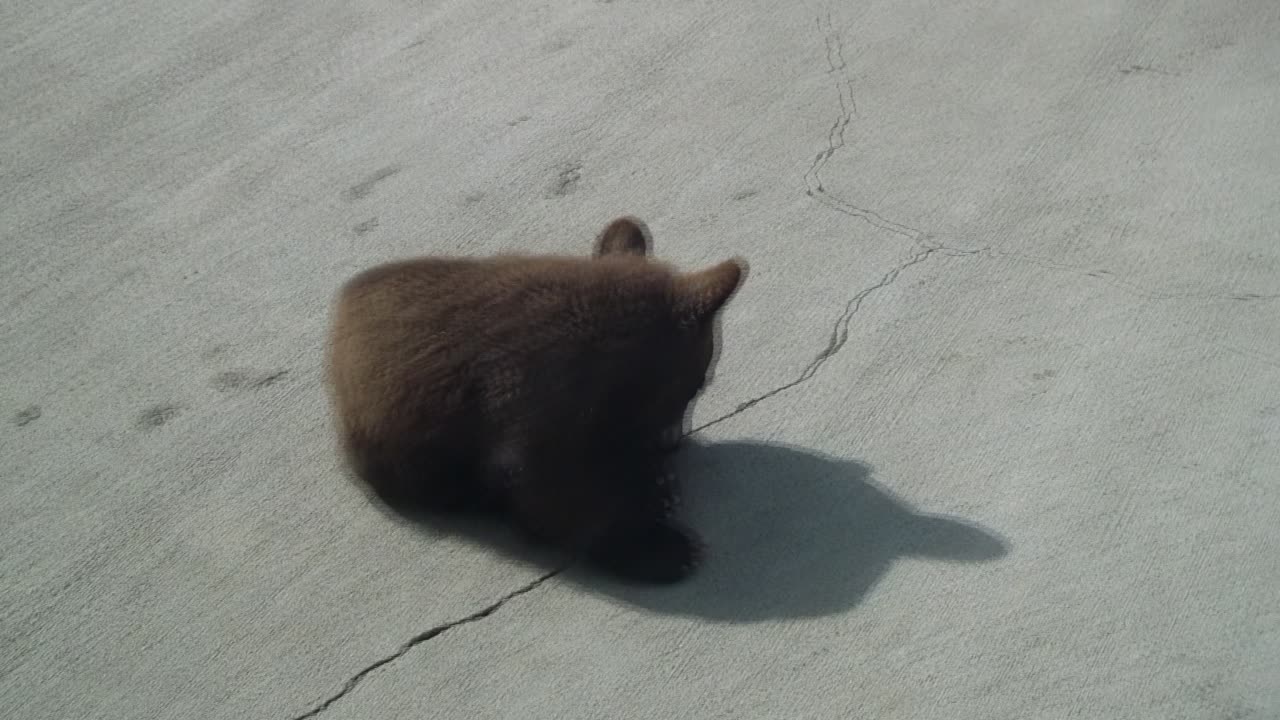 bears at zoo 3