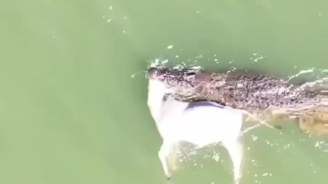 Cute animal behavior makes you happy