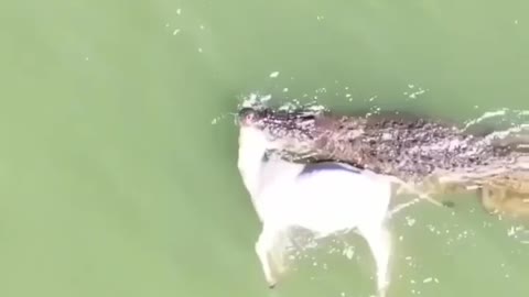 Cute animal behavior makes you happy