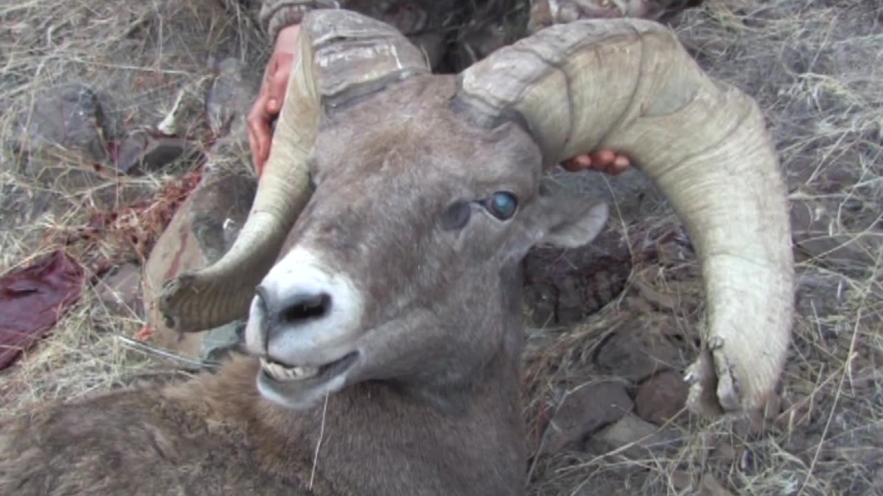 Rich Young Bighorn Sheep Hunt