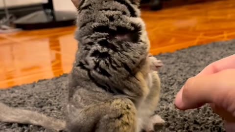 Funny cats and dogs caught doing silly and 🤣 🤣 🤣things.