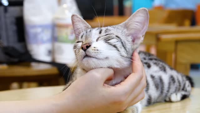 Cat: Just touch me if you like me, it's comfortable.
