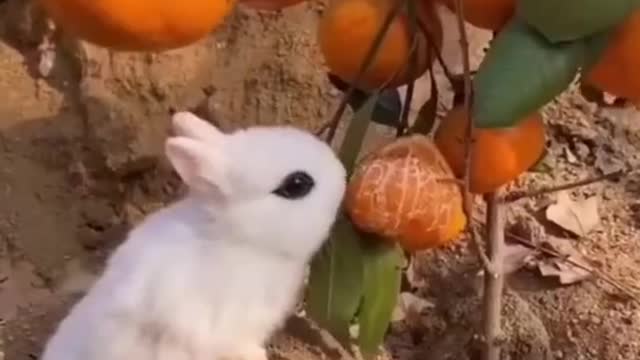 Cute and funny animals