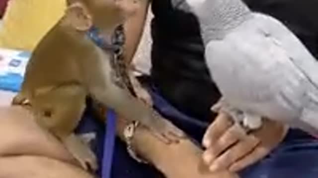 Funny status video monkey and parrot kissing video