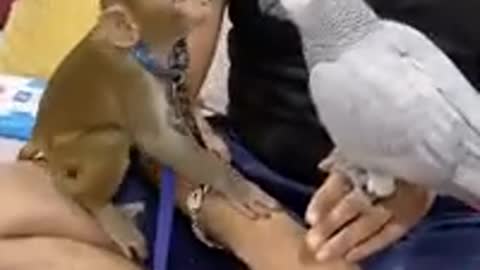 Funny status video monkey and parrot kissing video