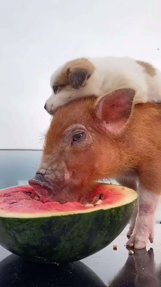Baby dog with Pig
