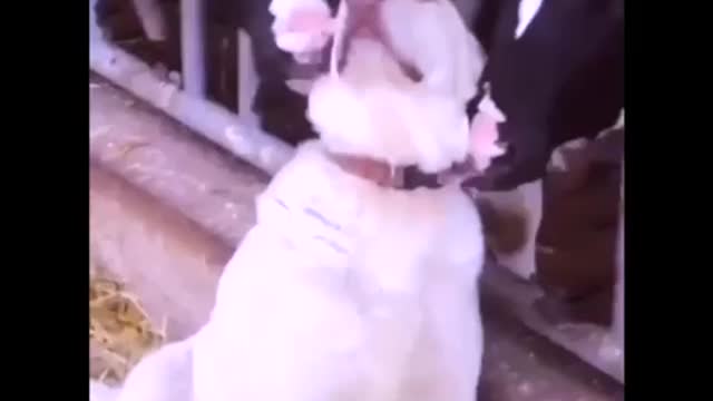 Scratch my back and everywhere else please