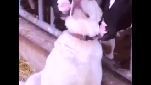 Scratch my back and everywhere else please