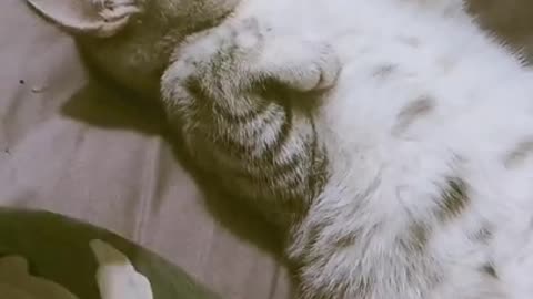 cat sleeping