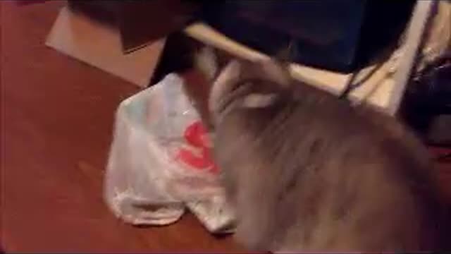 Funny Cat Stuck in a Plastic Bag