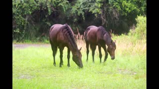 Hiking Cone's Dike Trail at Payne's Prairie: Micanopy, Florida