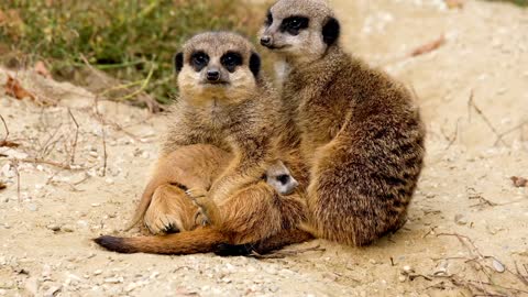 Mongooses playing with baby