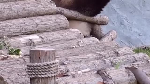 The giant panda