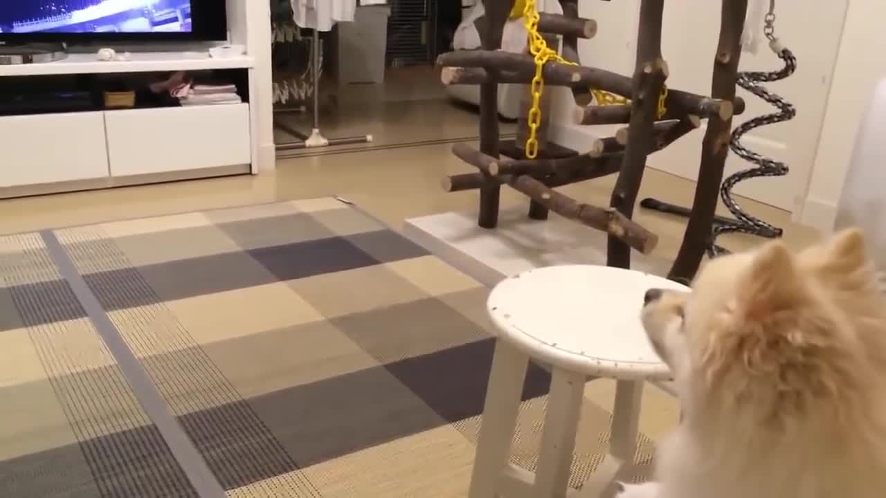 COMPILATION OF BARKING DOGS