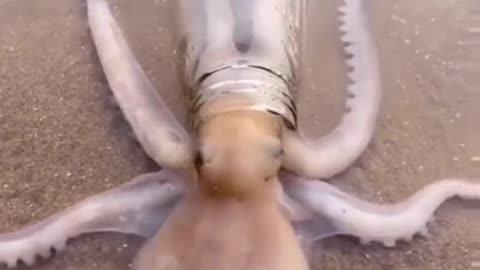 What the dog doin is ?..