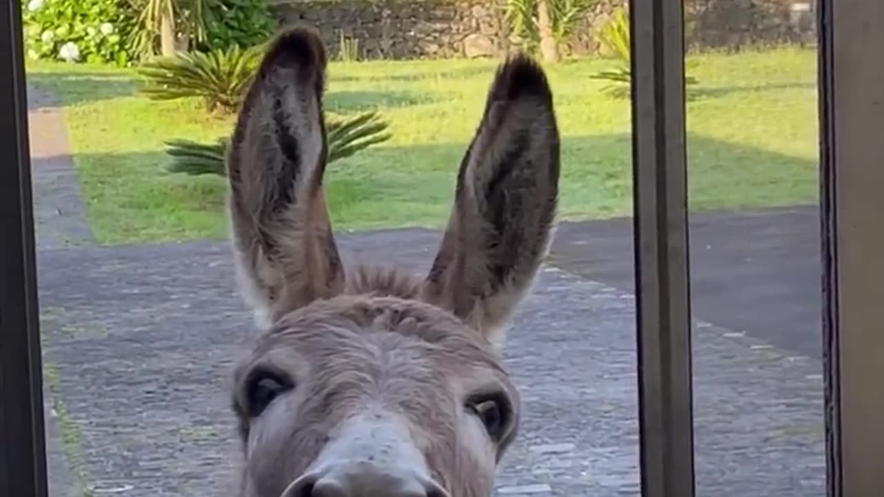 Donkey Comes to Have Breakfast at the Kitchen Window